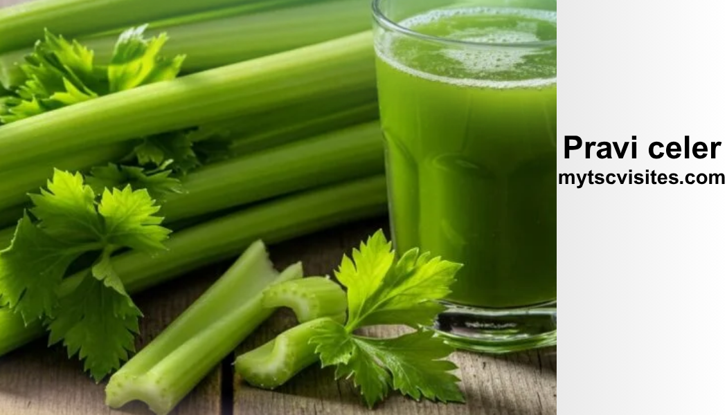 Pravi Celer: A Complete Guide to True Celery, Nutrition, Uses, and Health Benefits